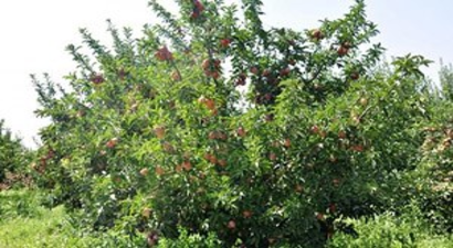 Kırmızı Elmada Düşük Rekolte Tahmini