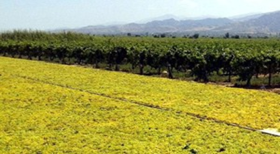 Kuru Üzüm İhracarında Rekor