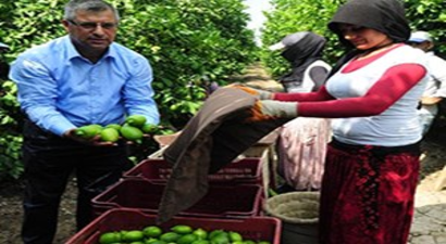 Limon Hasadı Başladı, Üretici Pazar Sıkıntısı Çekiyor