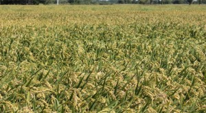 Manyas`ta Çeltik Hasadı Dönemi