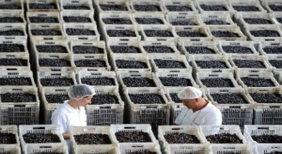 Marmarabirlik 60 Bin Ton Ürün Alacak