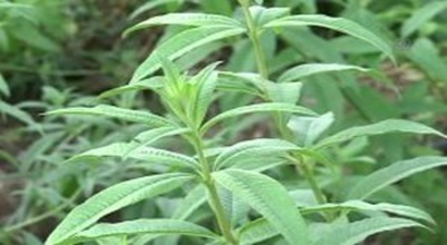 Melisa, Egeli Çiftçinin Alternatifi Oldu