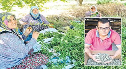 Melisa Karadeniz Çayına Rakip Oldu