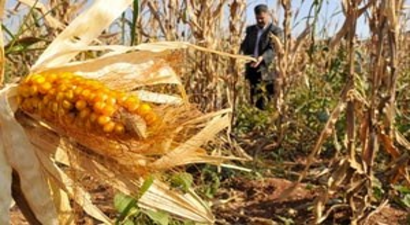 Mısır Çukurova`da Birinci Ürün Haline Geliyor