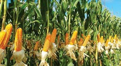 Çukurova`da Mısır Fiyatlarının Açıklanması Bekleniyor