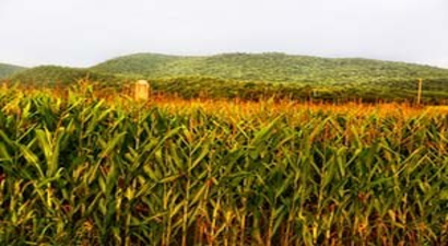 Doludan Zarar Gören Çiftçilere Verilen Mısırlar Yeşerdi