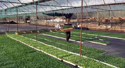 Muğla`da Kışlık Süs Bitki Üretimi Başladı