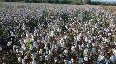 Nemli Pamuğun Toplanmasına Kesinlikle Karşıyız