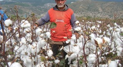 Pamuk Toplama Fiyatları Açıklandı