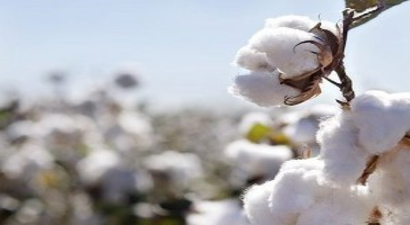 Pamukta Kalite Seferberliği