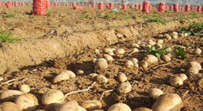 Patateste İlk Hasad Bereketi