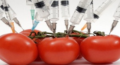 Rusya Direnecek: Hükümet, GDO`lu Gıda Üretimini Tamamen Yasaklıyor