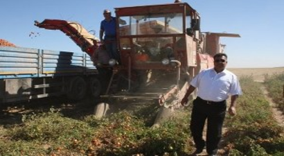 Salçalık Domates Hasat Şenliği Düzenlendi