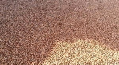 Samsun`da 100 Bin Ton Fındık Üretimi Bekleniyor