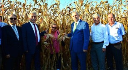 Sarı Altın`a Hasat Şenliği