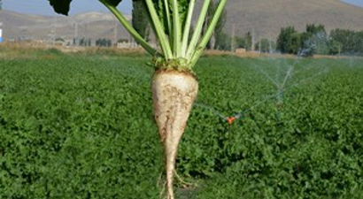 Şeker Pancarına Rekor Taban Fiyatı Kayseri Şeker`den Geldi