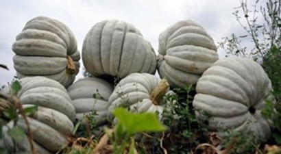 Tarladayken Satılan Bal Kabağı Köye Döndürdü