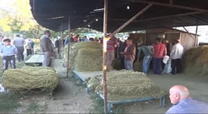 Taşova`da Çiçek Bamyası Üretimi