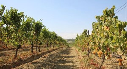 Türkiye`nin Üzüm Çeşitliliği Tekirdağ`da Korunuyor