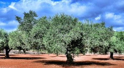 Türkiye`de 167 Milyon Zeytin Ağacı Var