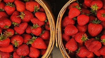 Uludağ`ın Yediveren Çileği 150 Derde Deva