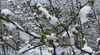 Üreticilere Don Desteği Ödenecek