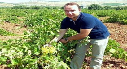 Üzüm Rekoltesi Düşük