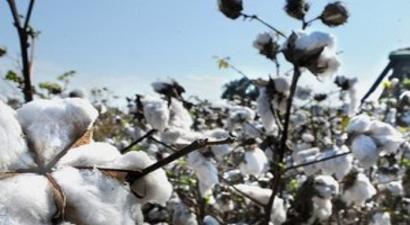 Viranşehir`de İlk Pamuk Hasadı Yapıldı