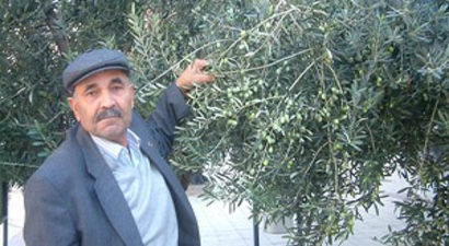 Yağmur Zeytinciyi Sevindirdi