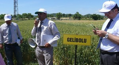 Yeni Geliştirilen Buğday, Arpa ve Çeltik Çeşitleriyle Tarla Günü Düzenlendi