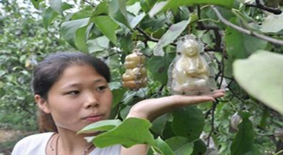 Yıllarca Uğraşıp Ürettiği Armutu Kimse Yemeye Cesaret Edemiyor