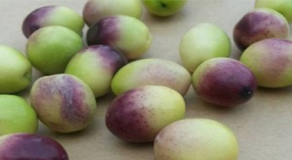 Zeytin fiyatları ikiye katladı