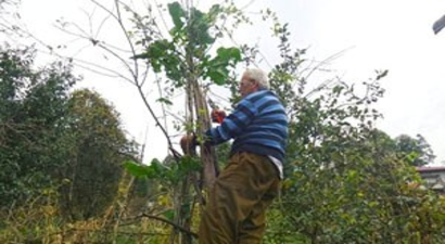 Rizeli Çiftçi 3,5 Metrelik Kara Lahana Yetiştirdi