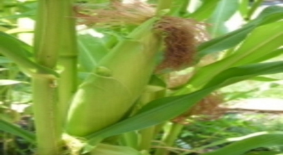 Mısırda Kırmızı Tehlike