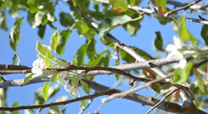 Ağaçlar Sonbaharda Çiçek Açtı