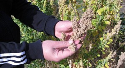 Ağrı`da Yeni Bir Tarımsal Alternatif: Kinoa