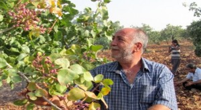 Antepfıstığı Yetiştiricileri Destek İstiyor