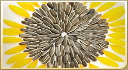 Ayçekirdeği Fiyatları Üreticinin Yüzünü Güldürmedi