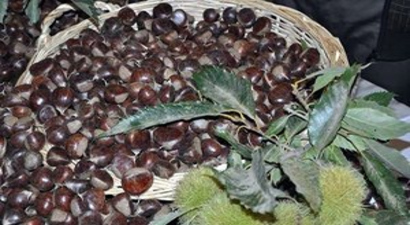 Aydın Kestanesi Tescil Bekliyor