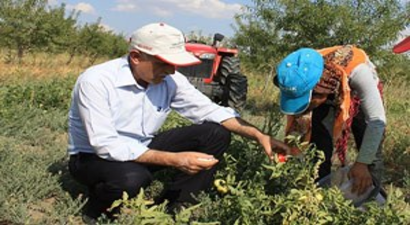 Mikoriza Mantarı İle Domateste Yüzde 30 Verim Artışı
