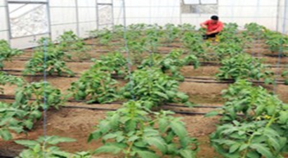 Bayburt`ta Tarım Projesi!