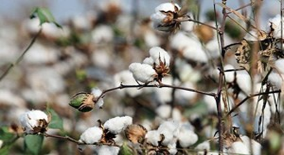 Beyaz Altında Yüzleri Güldürdü