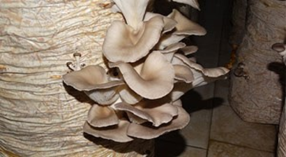 Bilecik`te Kayın Mantarı Yetiştiriciliği Kursu Başlıyor