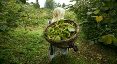 Türkiye`nin 1 Milyon Ton Fındık Üretim Hedefi