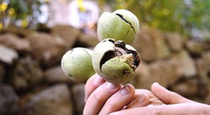 Bitlis`te Ceviz Hasadına Başlandı