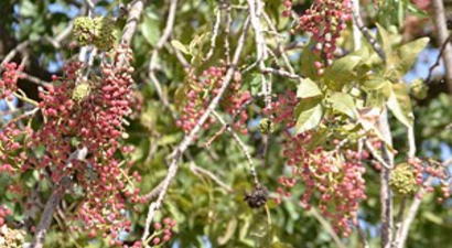 Bıttım Toplanmaya Başlandı