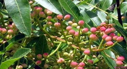 Hizanlı Üreticiye `Fıstık` Gibi Gelir