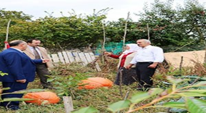 Bu Balkabağı Tam 80 Kilo