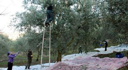 Zeytin Hasadının Başladığı Burhaniye`de Rekoltede Düşüş Bekleniyor