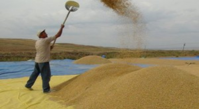 Çeltik Üreticileri: Mahsul İyi, Mazot ve Gübreye Para Yetişmiyor